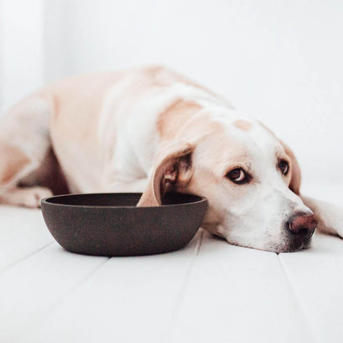 Bamboo Dog Bowl - Dark Grey