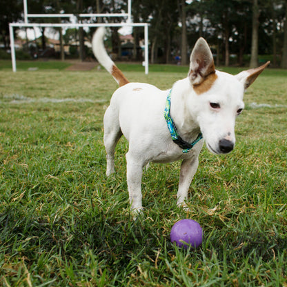 Super Strong Rubber Ball Dog Toy