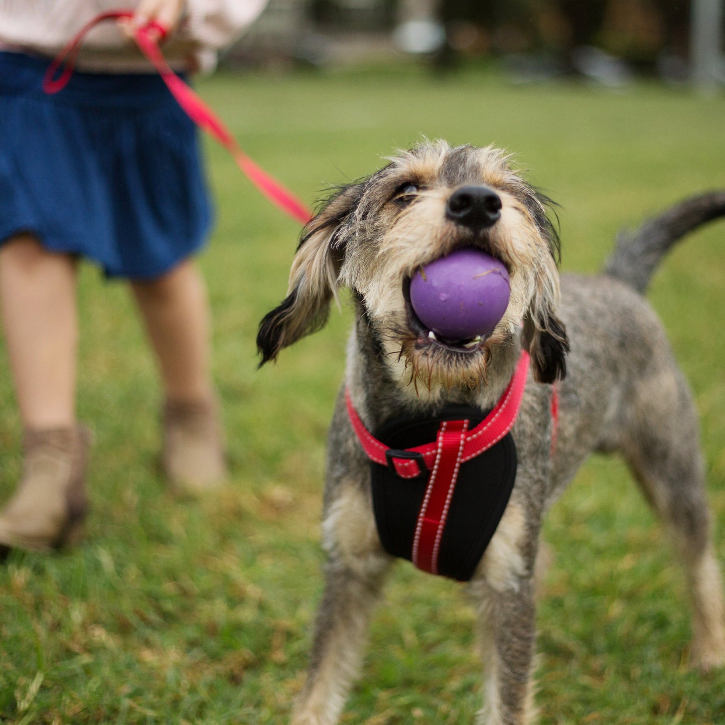 Super Strong Rubber Ball Dog Toy