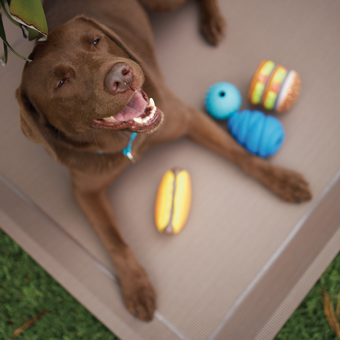 Hide N Treat Dog Ball