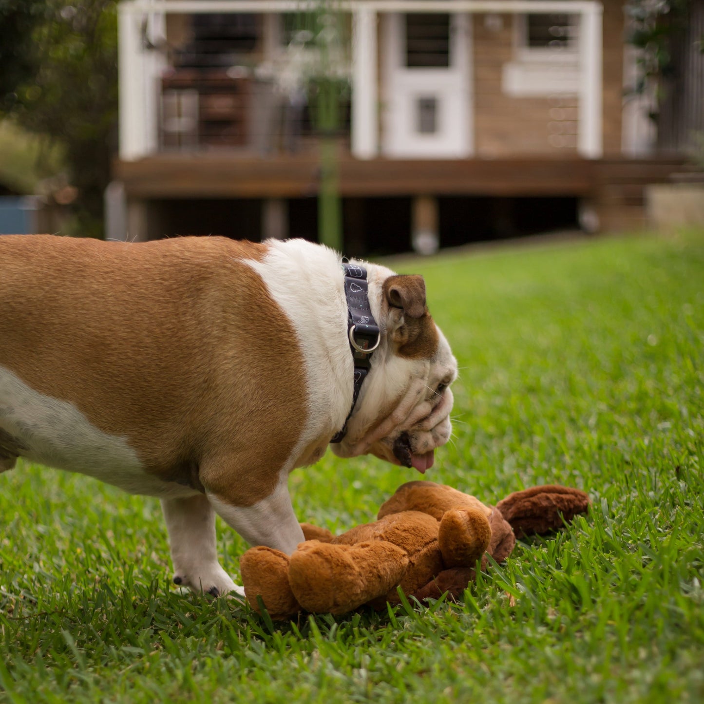 Furries - Long Ear Dog