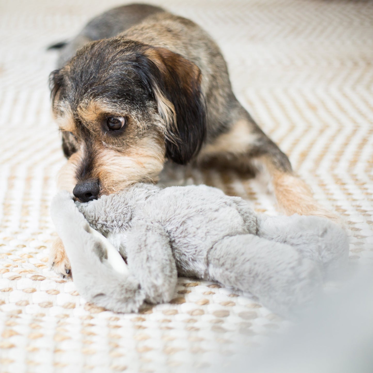 Furries - Long Ear Donkey