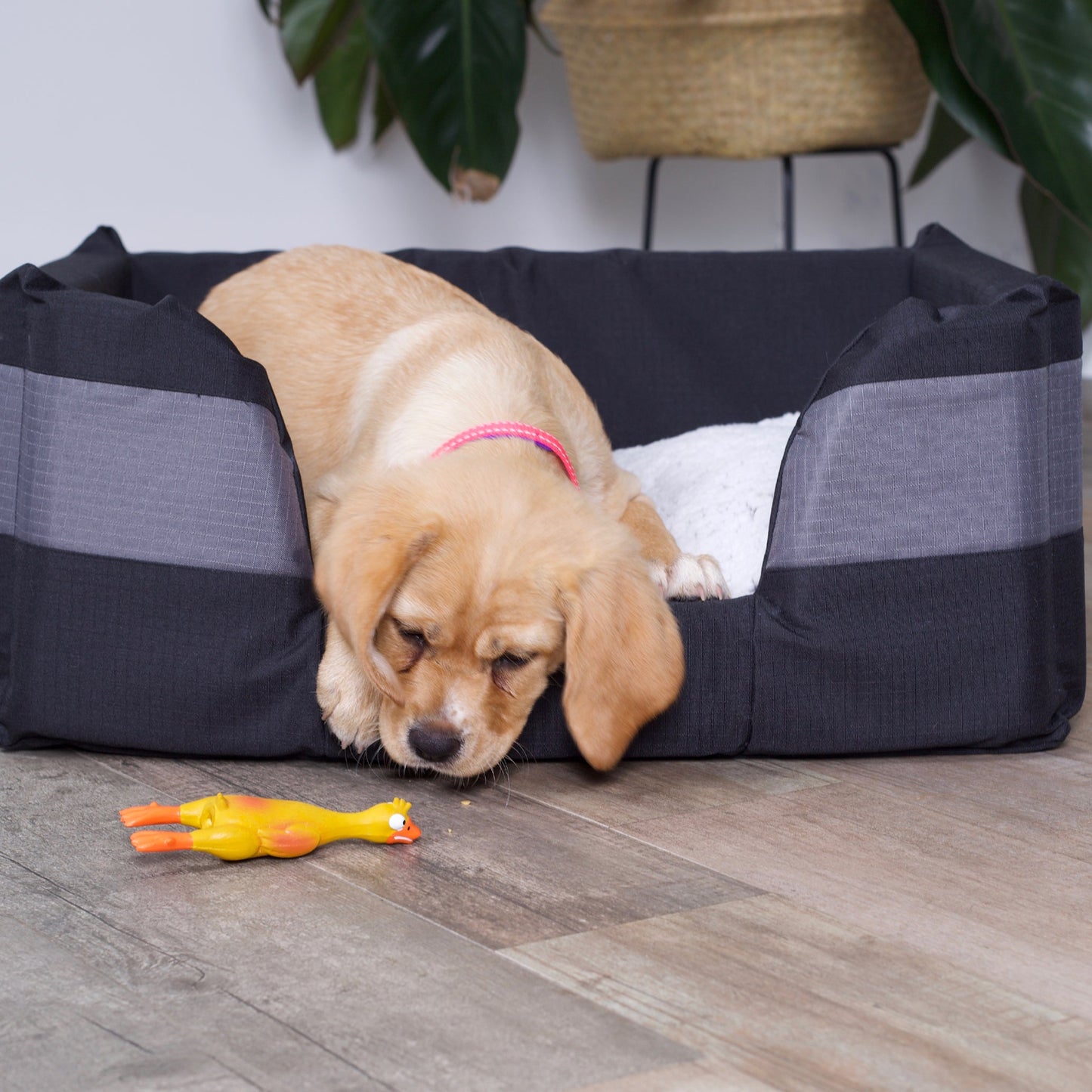 Dozy Duck Squeaky Dog Toy