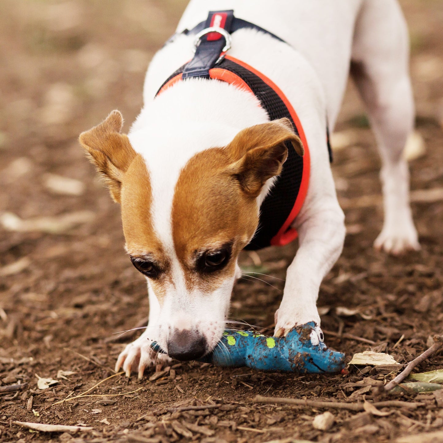 Sneaky Snake Squeaky Dog Toy