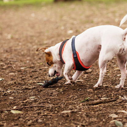 Sneaky Snake Squeaky Dog Toy