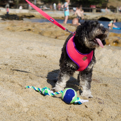 Twisted Rope Sling Tennis Ball Dog Toy