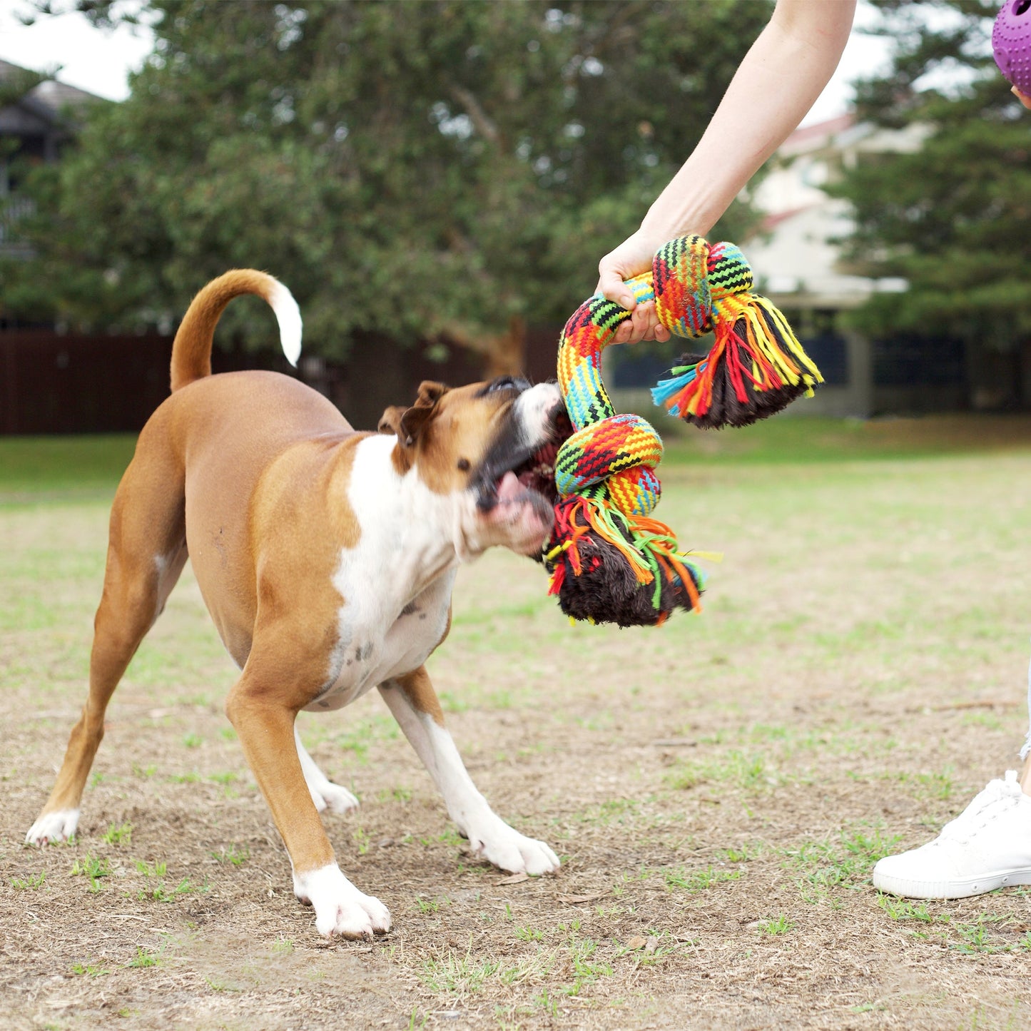 Braided Rope Knot Bone Dog Toy
