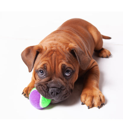 Puncture Proof Tennis Ball Dog Toy