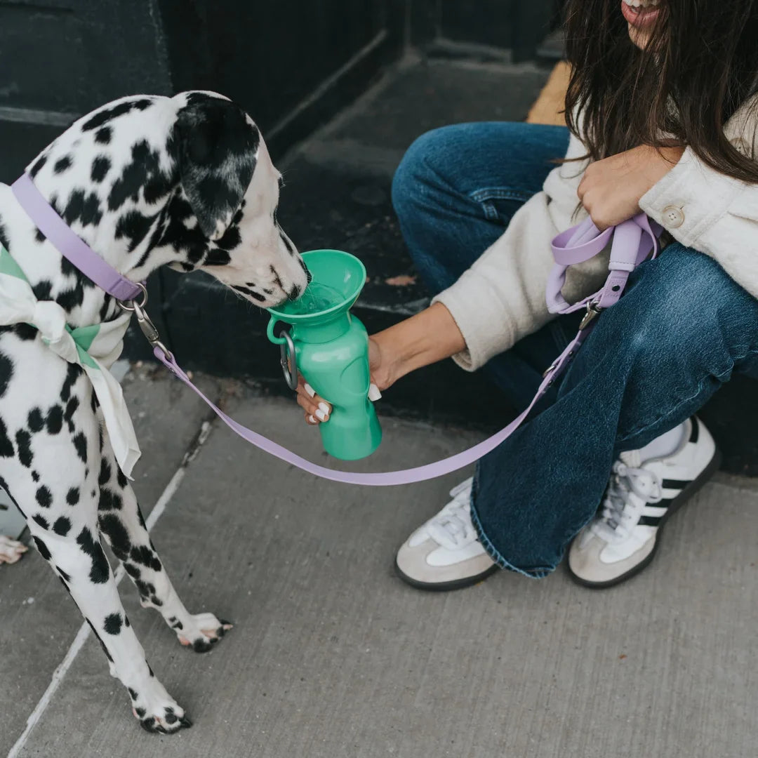 Travel Water Bottle - Springer Green
