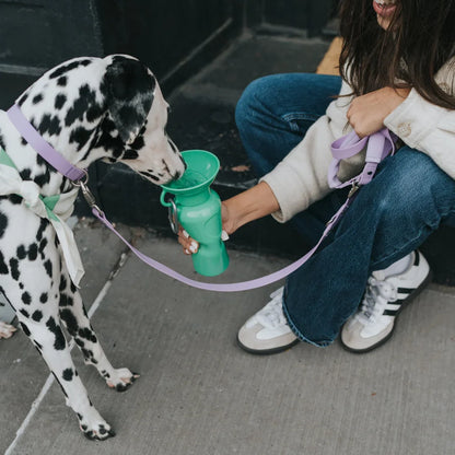 Travel Water Bottle - Springer Green