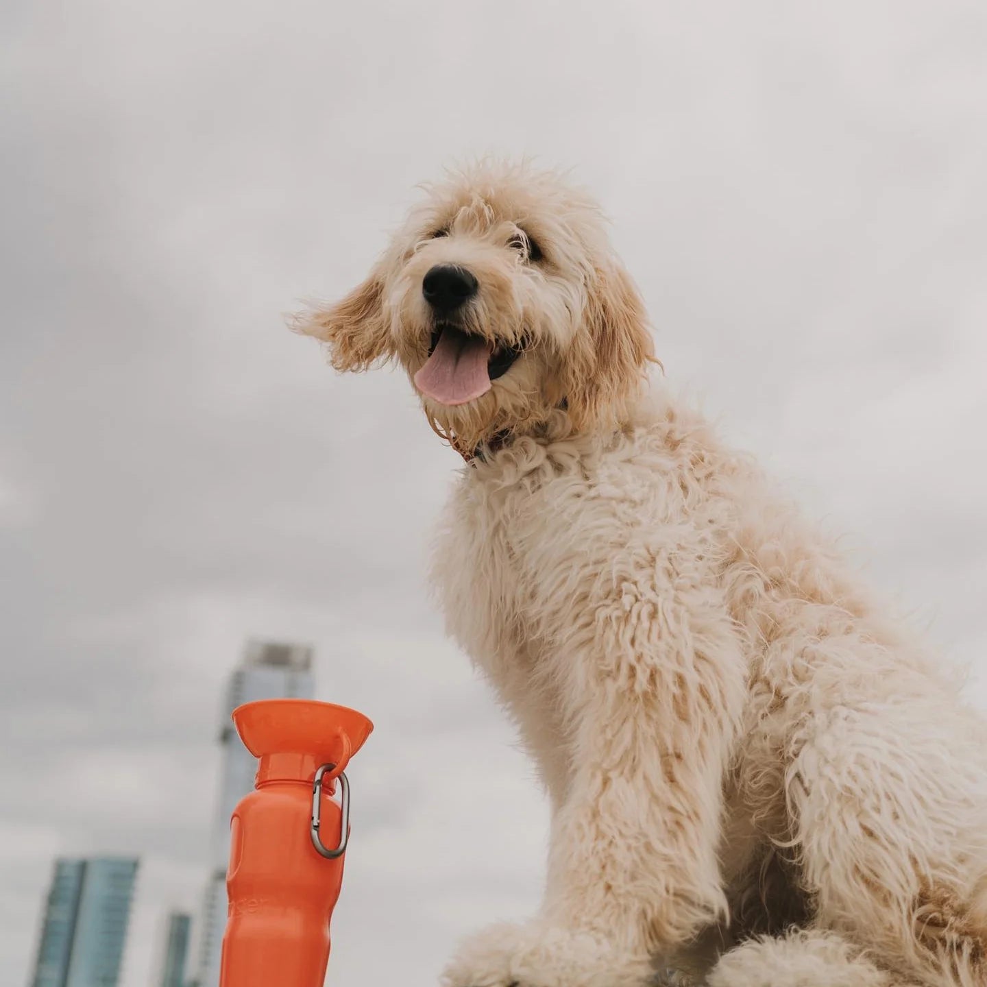 Travel Water Bottle - Poppy