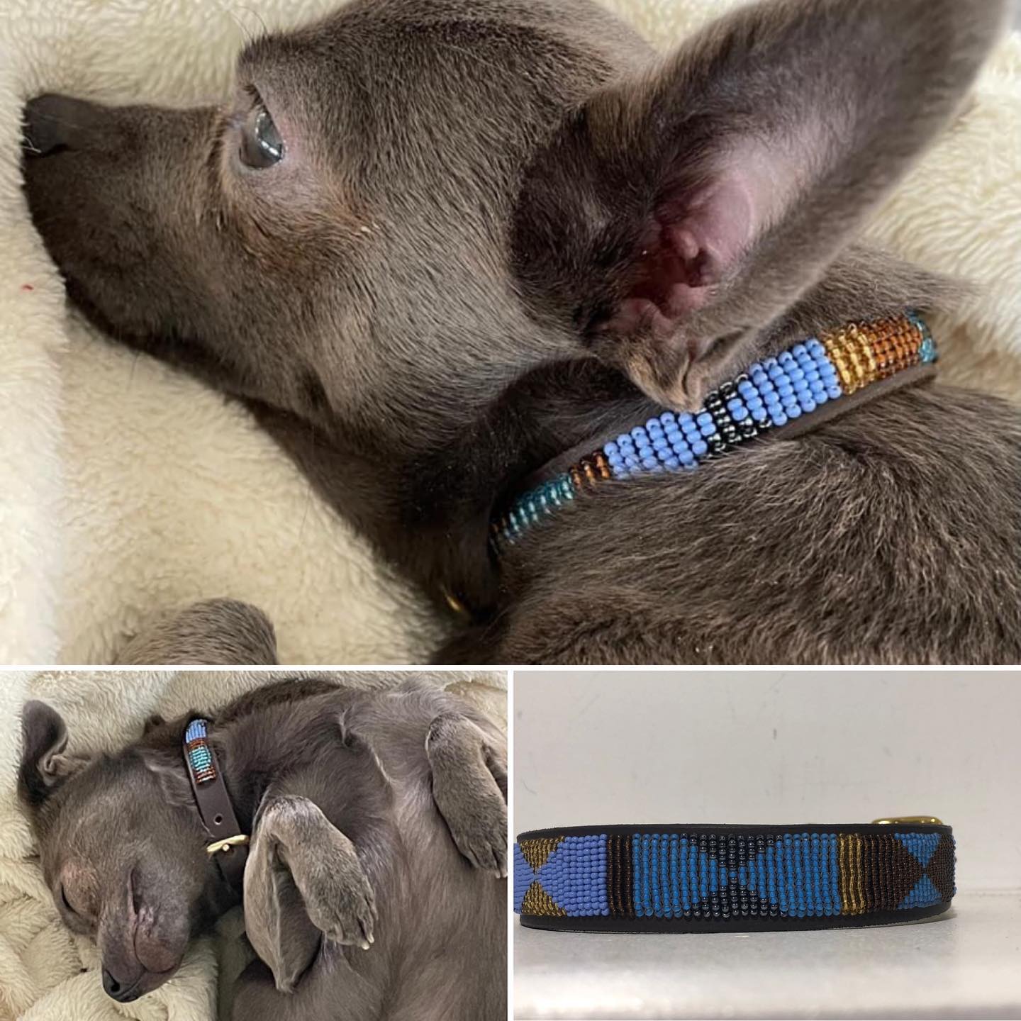 Beaded Dog Collar - Stitch