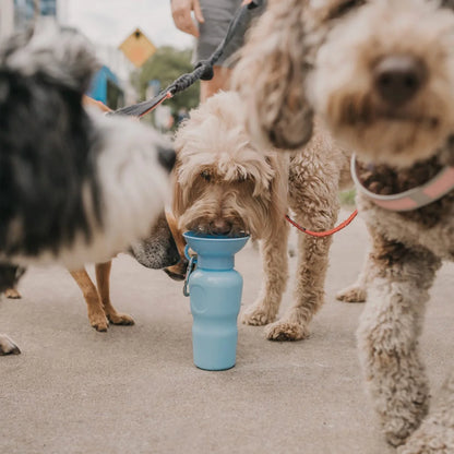 Travel Water Bottle - Sky Blue