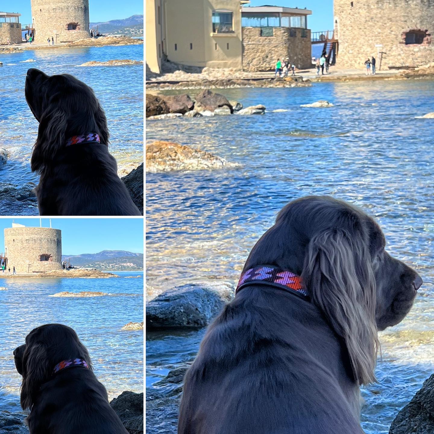 Beaded Dog Collar - Ottilie