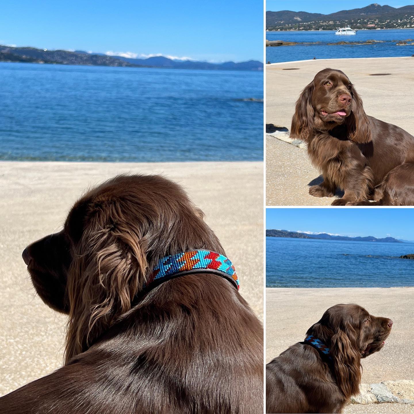 Beaded Dog Collar - Maurice