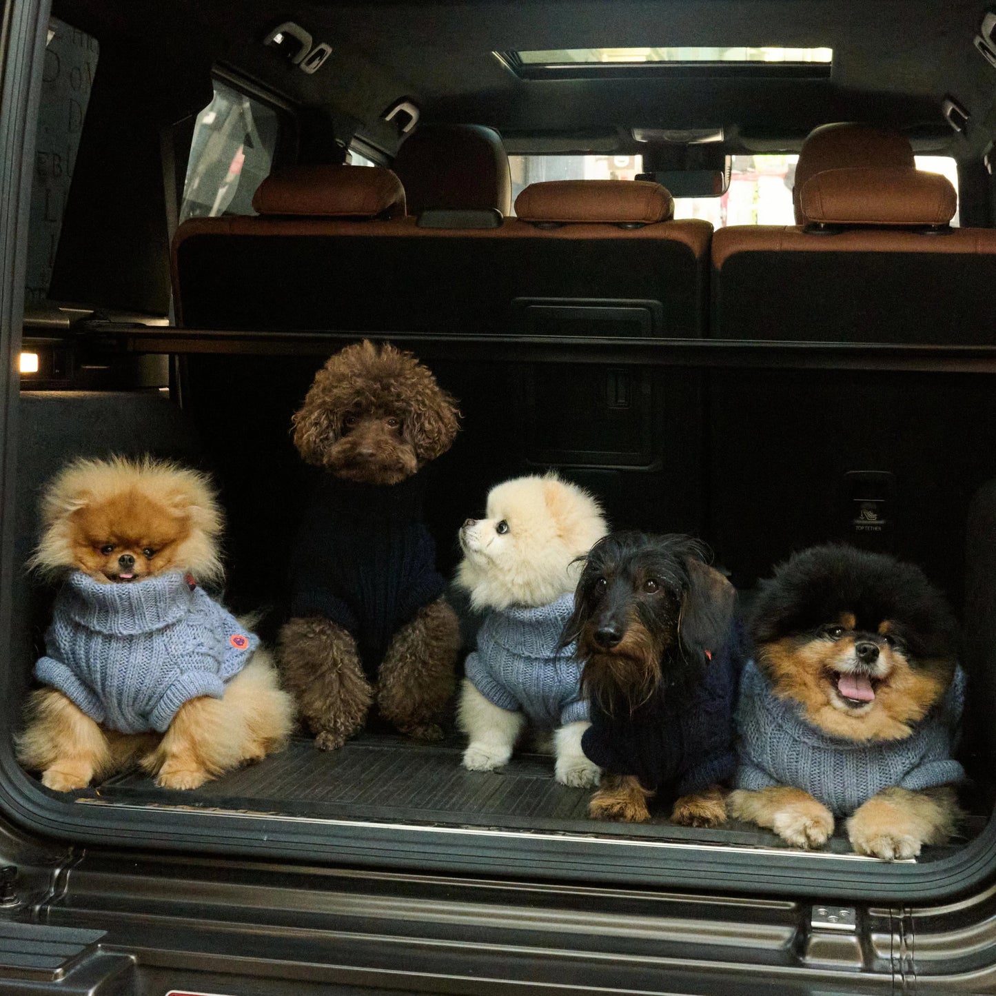 Bold - Chai Blue 🩵