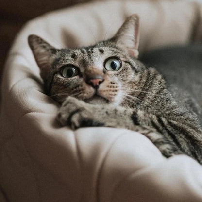 Taart Reversible Donut Bed