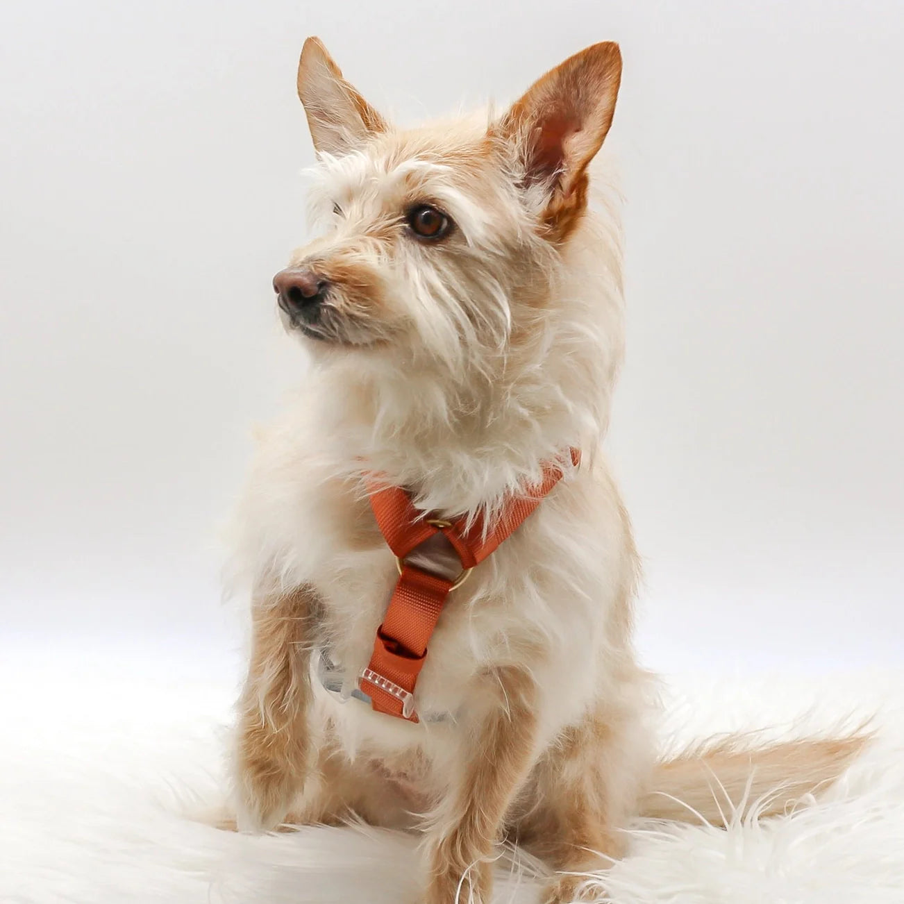 Dog Harness - Desert Dawn