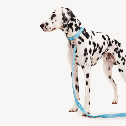 DL Leash - Blue
