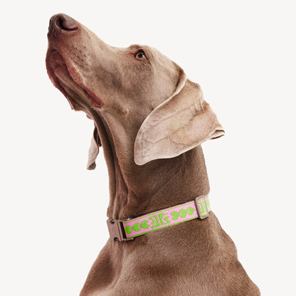 DL Collar - Green/Pink
