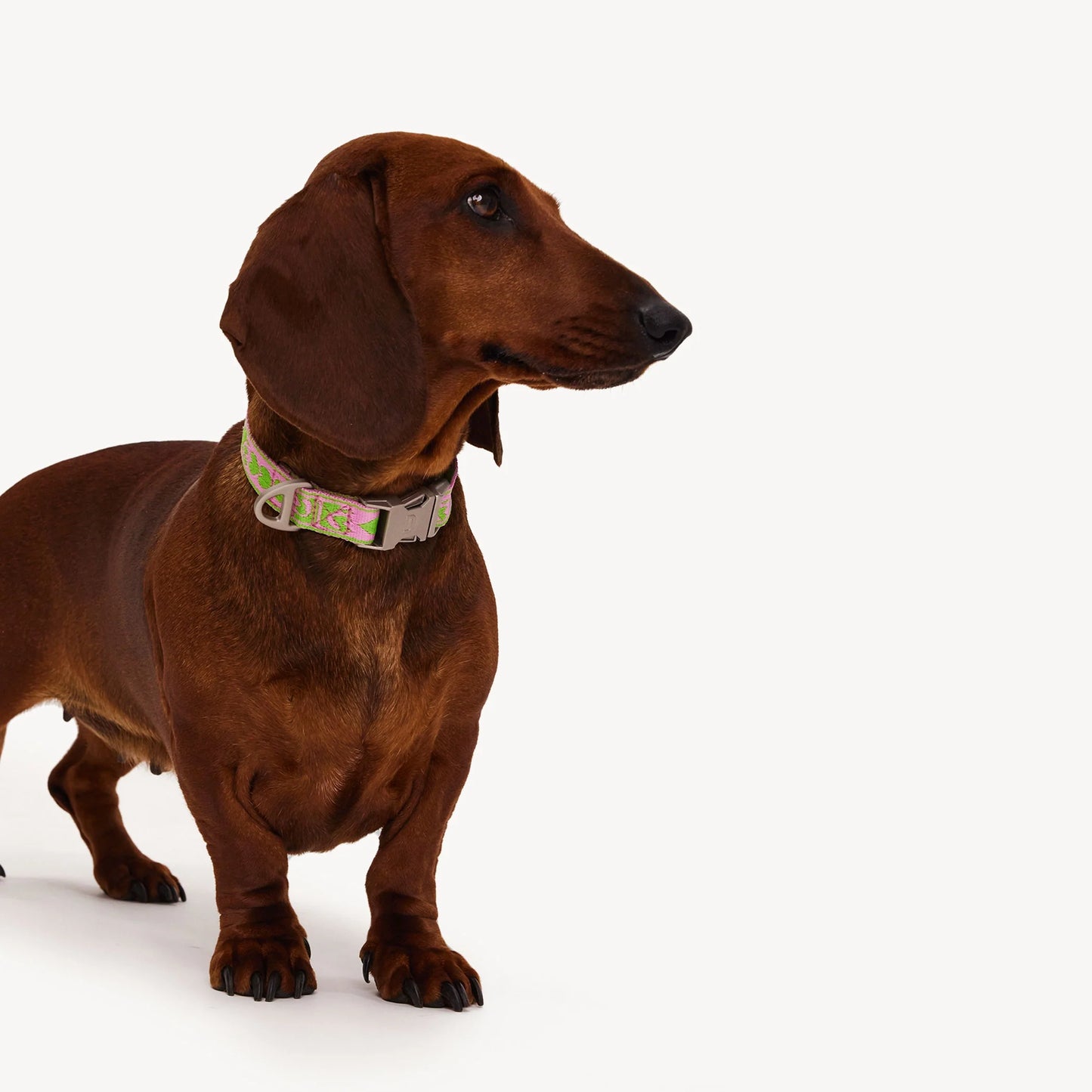 DL Collar - Green/Pink