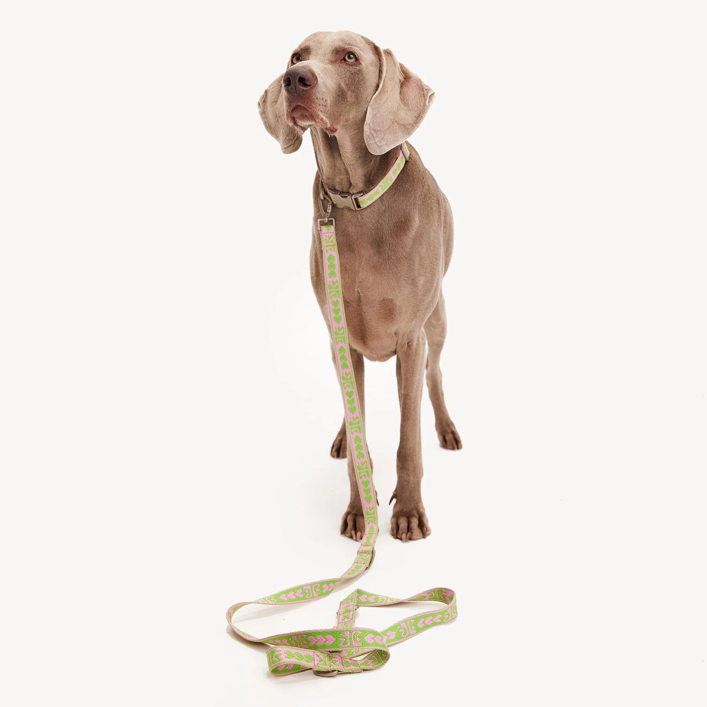 DL Leash - Green/Pink