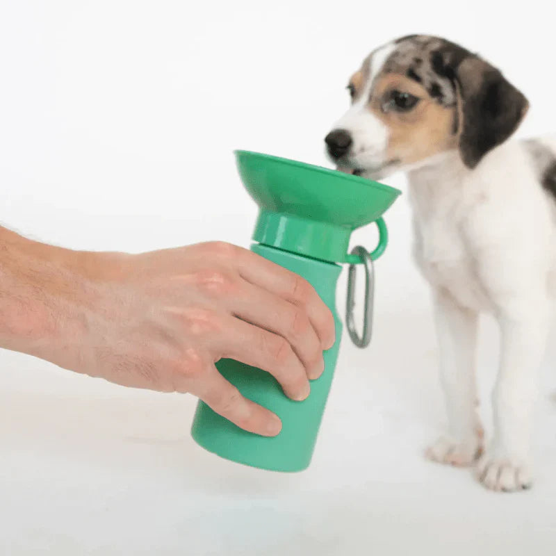 Travel Water Bottle - Springer Green