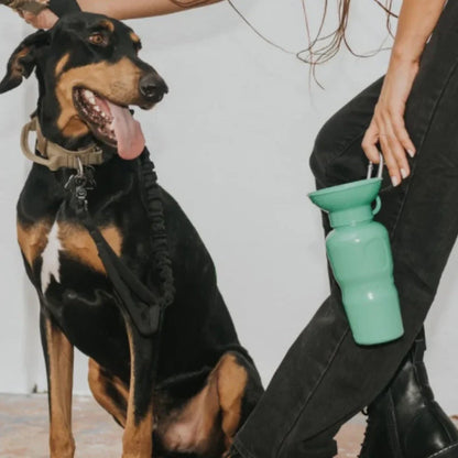 Travel Water Bottle - Springer Green