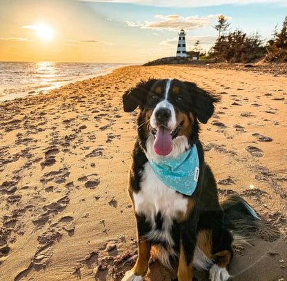 Cotton Candy Bandana