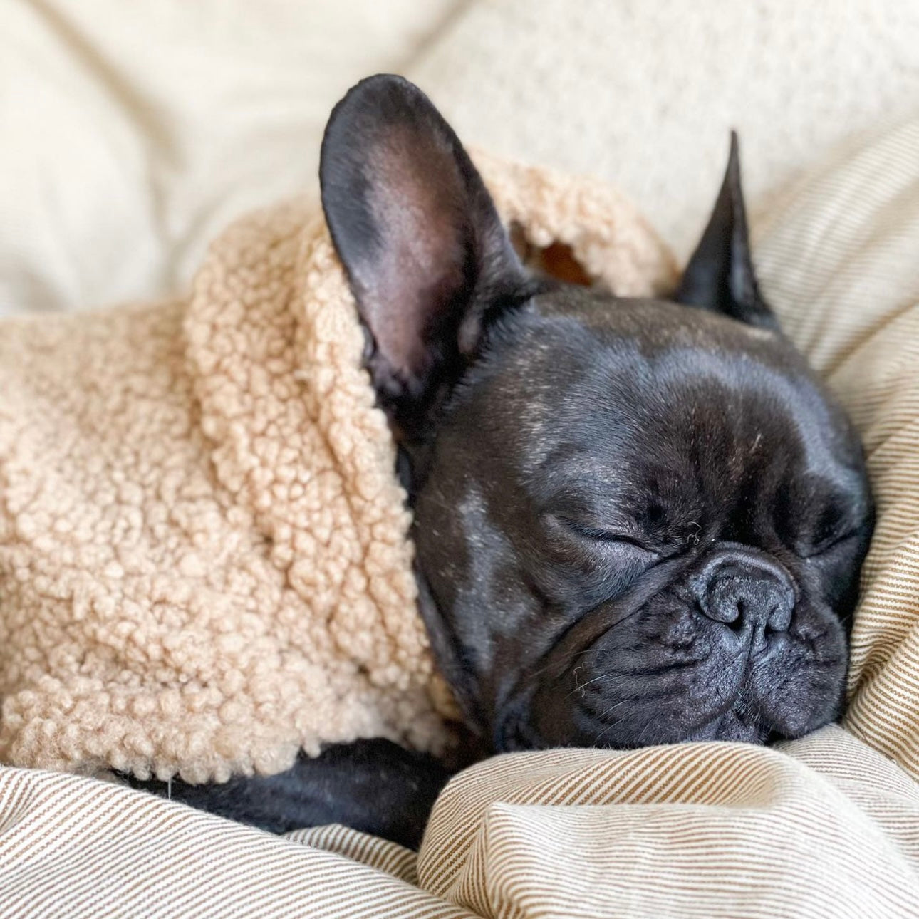 Dog Sweater - Camel Teddy