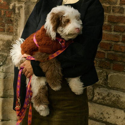 Bold - Pinocchio Brown