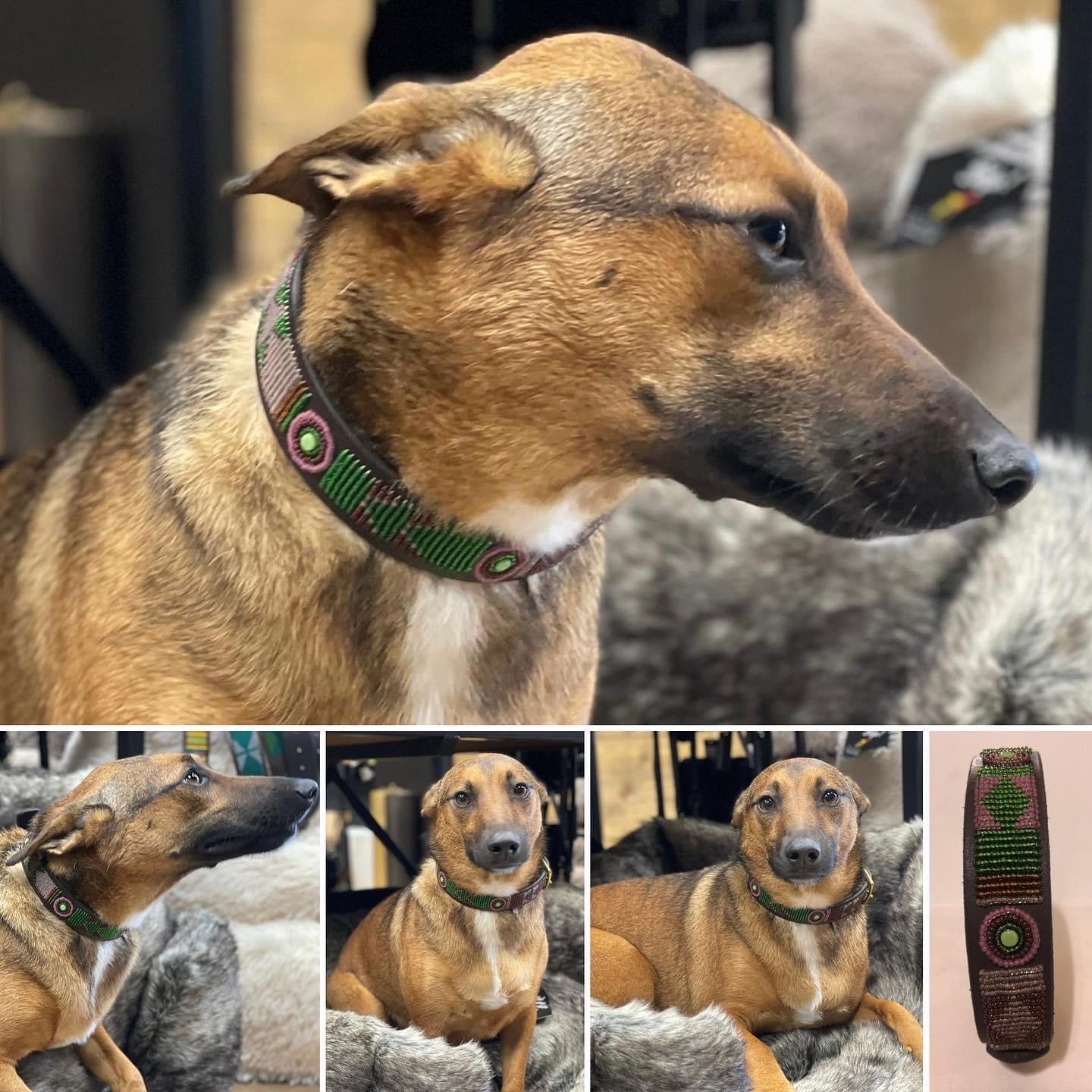 Beaded Dog Collar - Ulysse