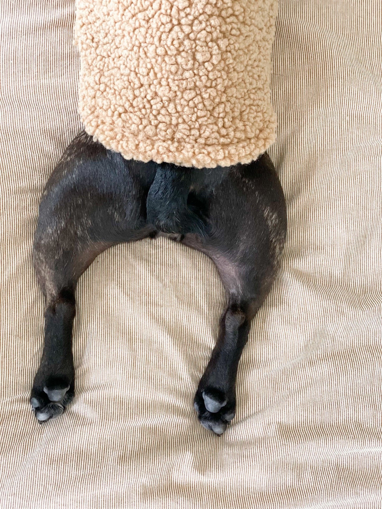 Dog Sweater - Camel Teddy