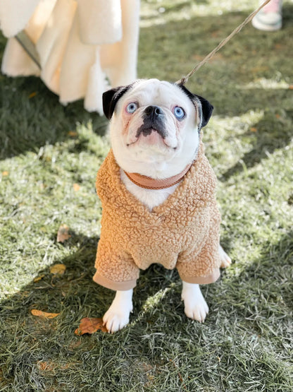 Dog Sweater - Camel Teddy