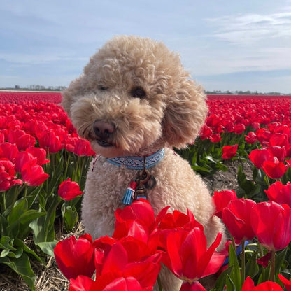 Dutchie Collar