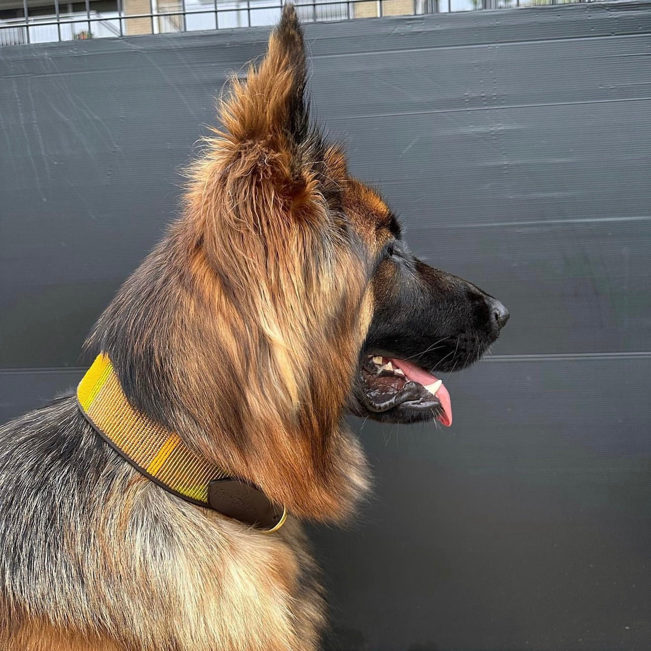 Beaded Lurcher - Funny