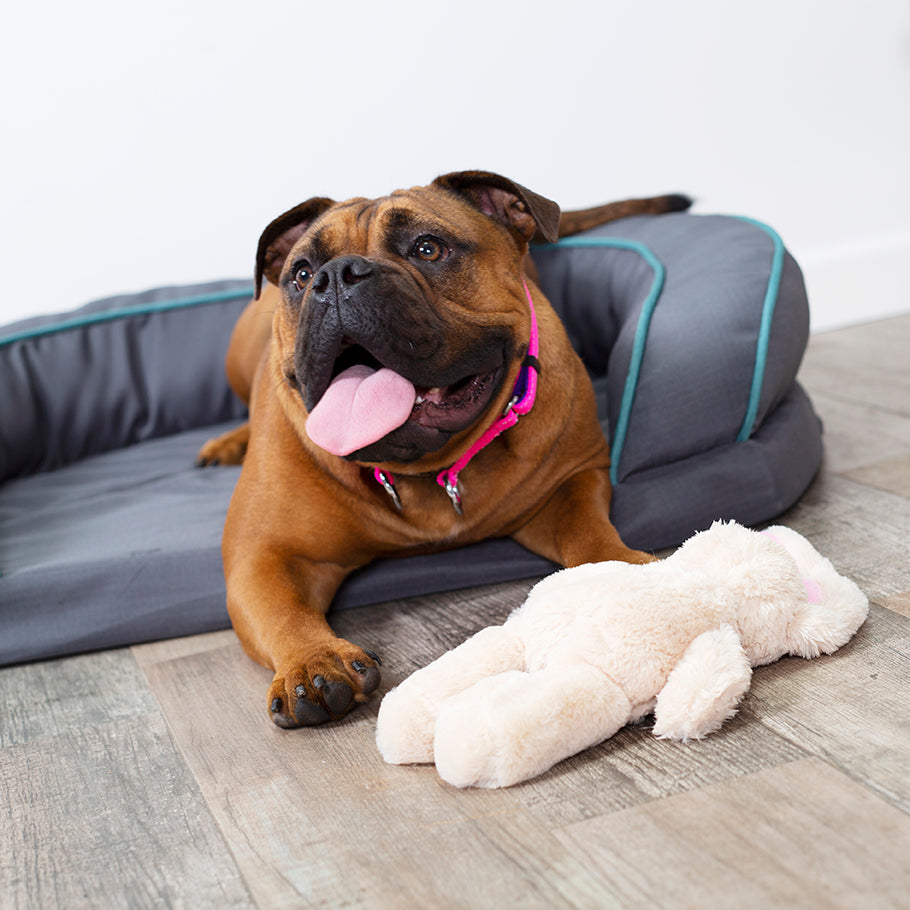 Furries - Long Ear Bunny