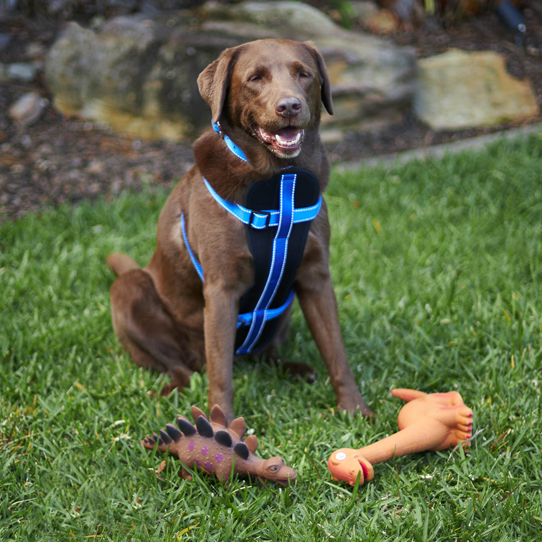 Squeaky Stegosaurus Dog Toy