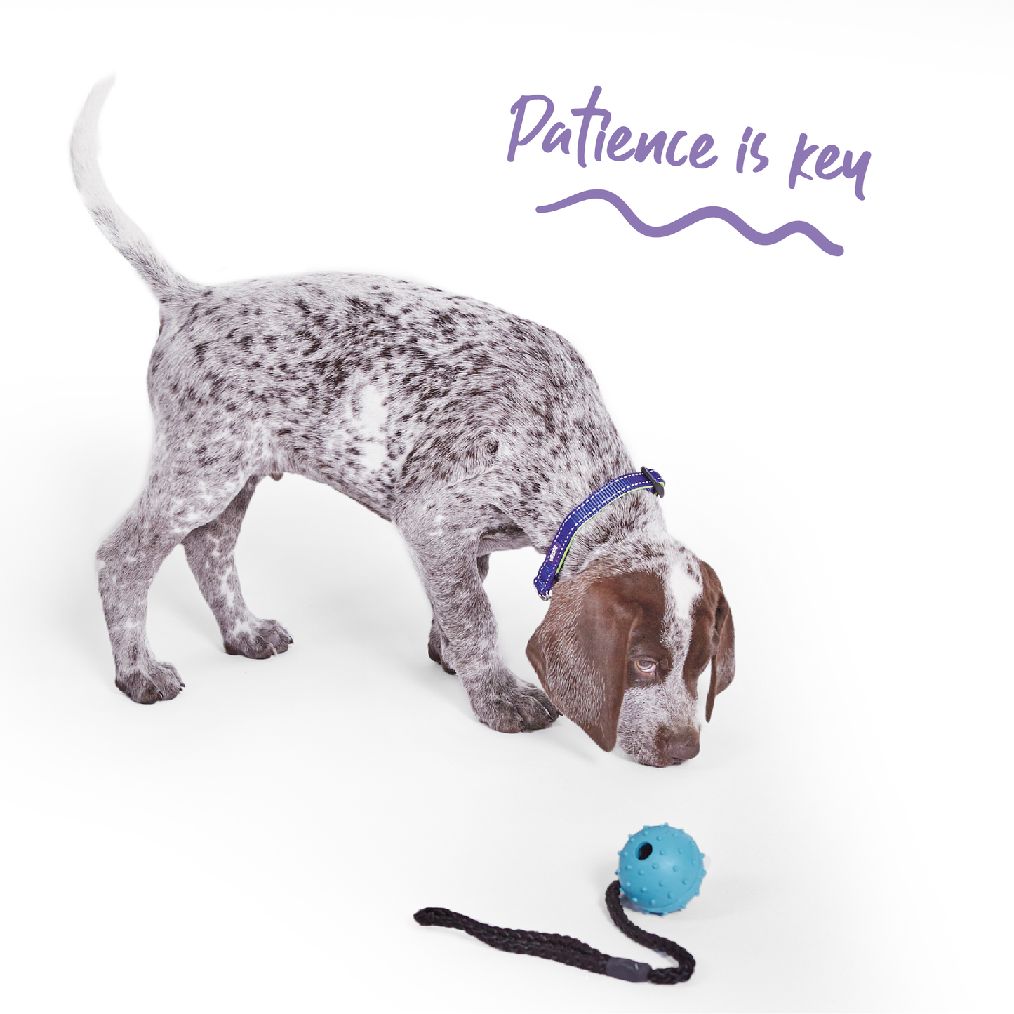 Healthy Gums Sling Ball Dog Toy