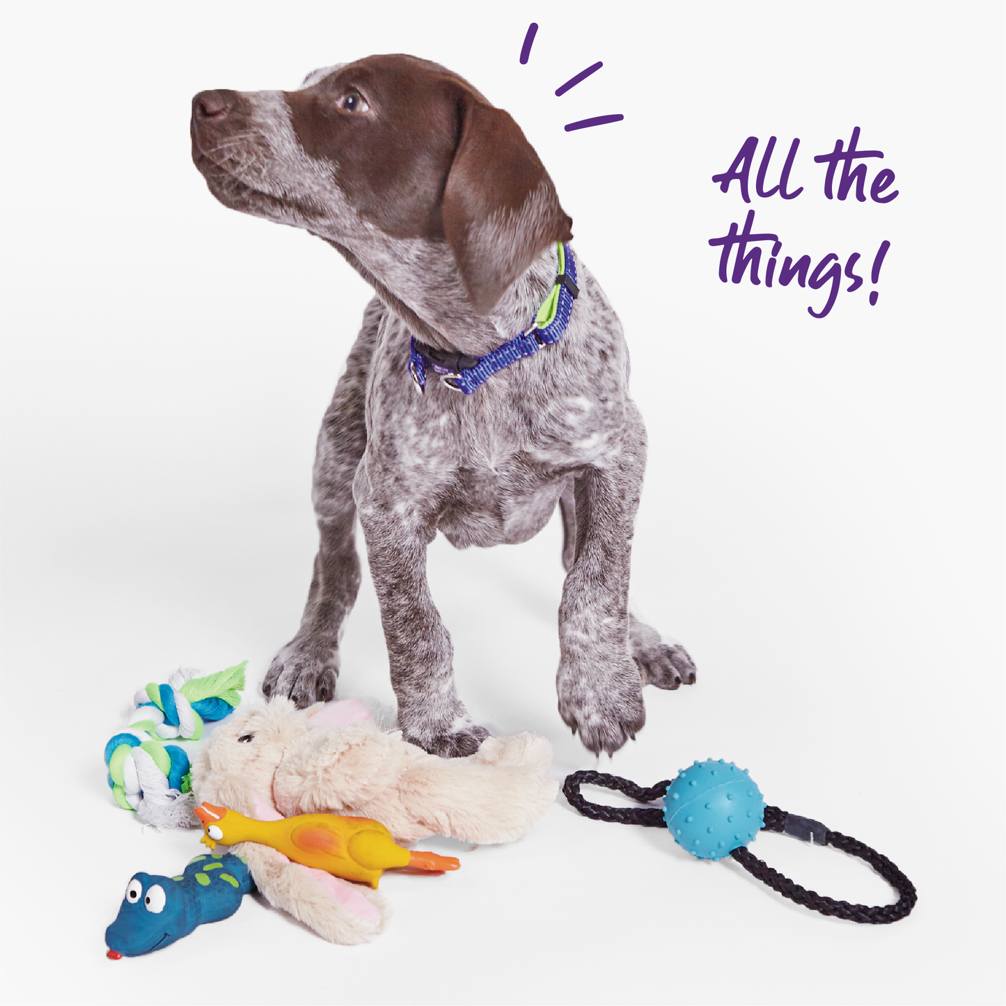Healthy Gums Sling Ball Dog Toy