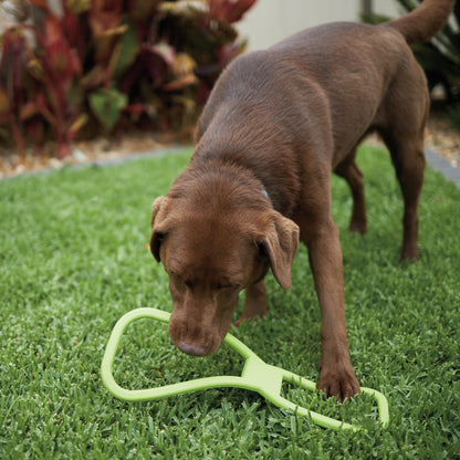 Tug O War Rubber Dog Toy