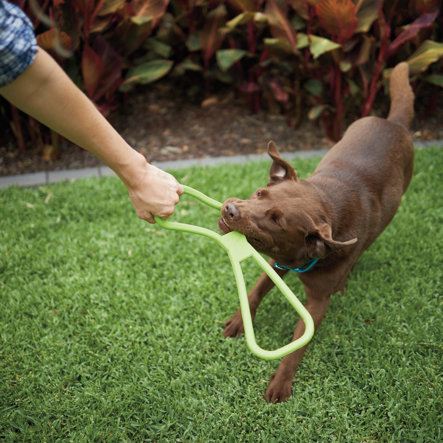 Tug O War Rubber Dog Toy