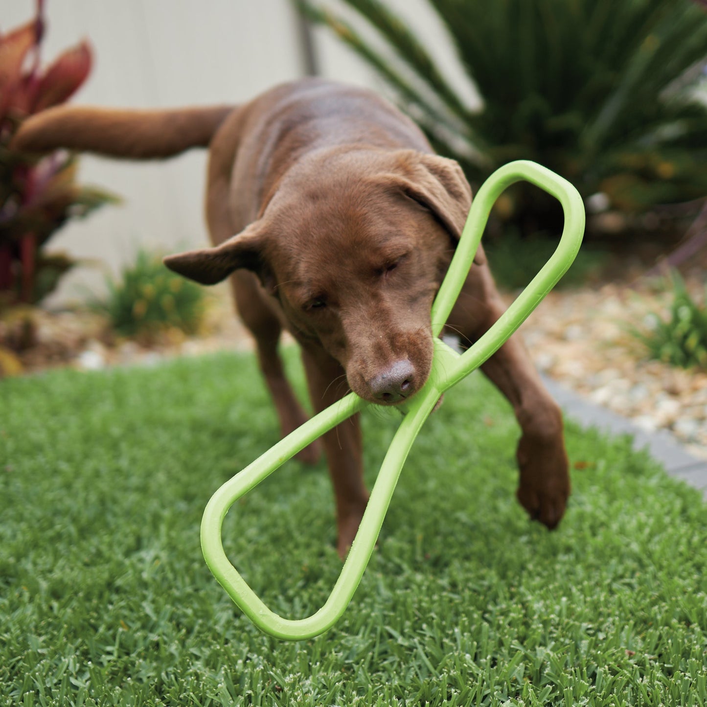 Tug O War Rubber Dog Toy