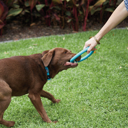 Chew Ring Tough Dog Toy