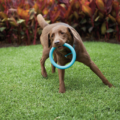 Chew Ring Tough Dog Toy