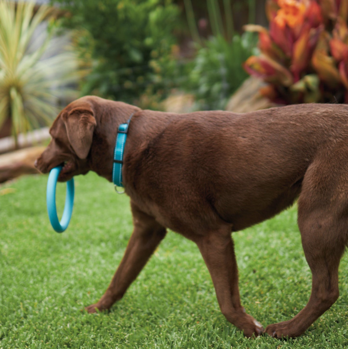 Chew Ring Tough Dog Toy