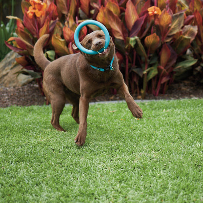 Chew Ring Tough Dog Toy