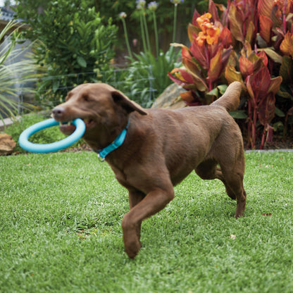 Chew Ring Tough Dog Toy