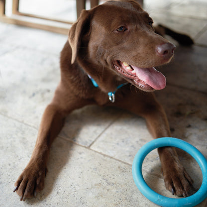 Chew Ring Tough Dog Toy