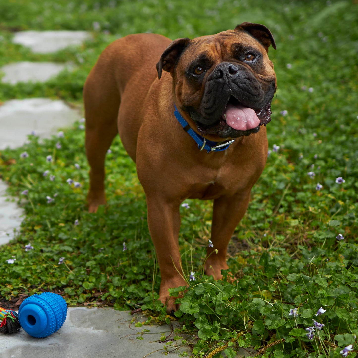 Dental Conch Dog Chew Toy